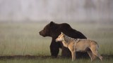 Kỳ lạ gấu và sói “kề vai sát cánh” cùng săn mồi